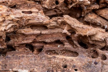 Ağaç Gövdesi Böcekler tarafından Yenildi. Doğal eski ağaç dokusu. Ağaç kabuğunun üst görüntüsü. Ahşap yüzey kusurları ve lifler kapanıyor..