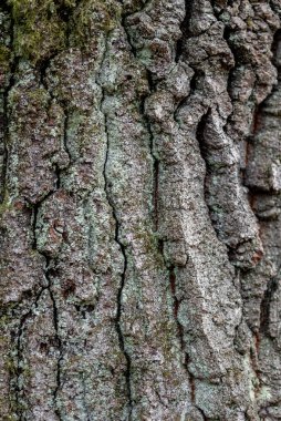 Geçmişi ve düzeni. Genel korna ışınının rustik ahşap kabuk dokusu.