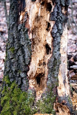 Ağaçkakan tarafından gagalanan bir ağaç gövdesi, tipik oyuklar yaratır.