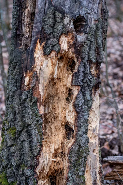 Ağaçkakan tarafından gagalanan bir ağaç gövdesi, tipik oyuklar yaratır.