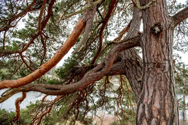 Yaşlı bir çam ağacının fotoğrafı. Güzel ağaç dalları.