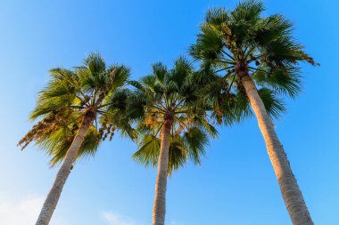 Güneşli mavi gökyüzüne karşı üç palmiye ağacı