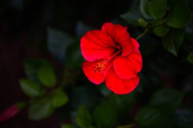 Yeşil yapraklı kırmızı çiçek çiçeği..