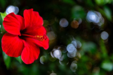 Yeşil yapraklı kırmızı çiçek çiçeği..