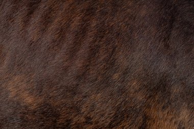 Geçmişi. Şablon. Koyu kahverengi bir atın saçının aşırı yakın çekimi. Geçmişi. Desen.