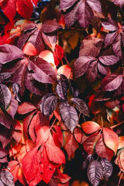 Virginia sürüngeni Partenocissus quinquefolia 'nın kırmızı ve sarı yaprakları. Partenosissus, üzümgiller (Vitaceae) familyasından bir bitki cinsidir..
