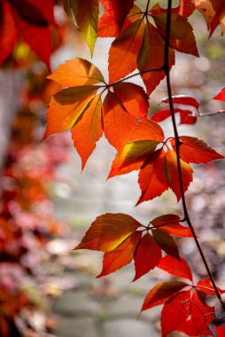 Virginia sürüngeni Partenocissus quinquefolia 'nın kırmızı ve sarı yaprakları. Partenosissus, üzümgiller (Vitaceae) familyasından bir bitki cinsidir..