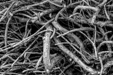 Devrilen ağaçların kökleri, haydutlar..