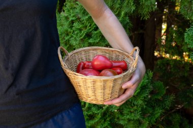 Bahçede kırmızı domates hasadı olan sepet..