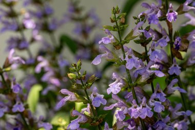Çiçekli adaçayı, Salvia Nemorosa. Bahçede yetişen Salvia nemorosa bitkisi.