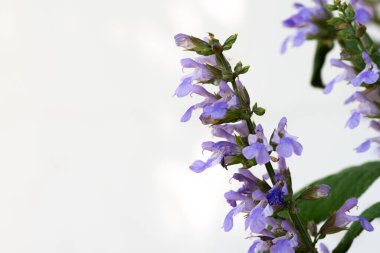 Çiçekli adaçayı, Salvia Nemorosa. Bahçede yetişen Salvia nemorosa bitkisi.