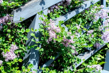 Mor leylak çiçekleri gri boyalı ahşap bir çitin yanında yetişir.