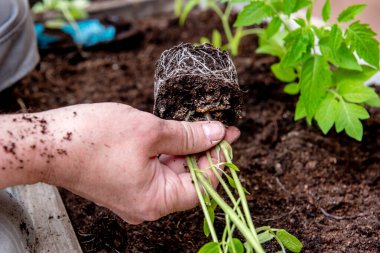 Baharda bir bahçe kutusuna domates ekiyorum.