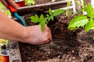 Baharda bir bahçe kutusuna domates ekiyorum.