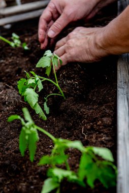 Baharda bir bahçe kutusuna domates ekiyorum.