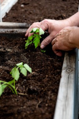 Baharda bir bahçe kutusuna domates ekiyorum.