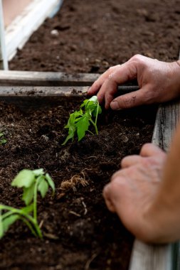 Baharda bir bahçe kutusuna domates ekiyorum.