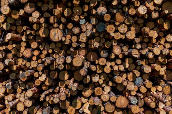 stock image Hard and soft mix chopped wood. Background of dry firewood .