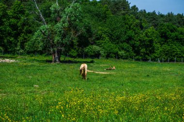 Vahşi at, Equus ferus, Equus cinsinin bir türüdür..