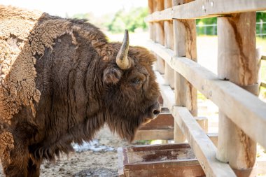 Bizonlar ulusal parkta besleniyor, bir besleyicide. Bison ormandaki yemlikte.