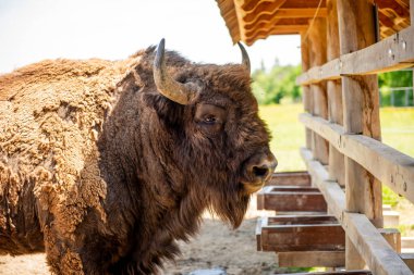 Bizonlar ulusal parkta besleniyor, bir besleyicide. Bison ormandaki yemlikte.