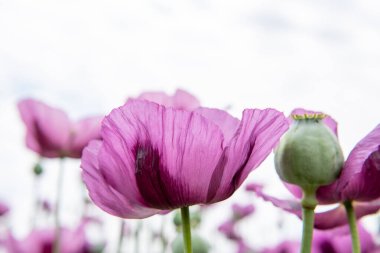 Çiçekli afyon haşhaşı Papaver somniferum. Kapat..