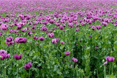 Çiçekli afyon haşhaşı Papaver somniferum baharda bir tarlada. Afyon gelinciği, Papaver somniferum bitkinin bir türüdür. Afyon ve haşhaş tohumları gelinciklerden gelir..