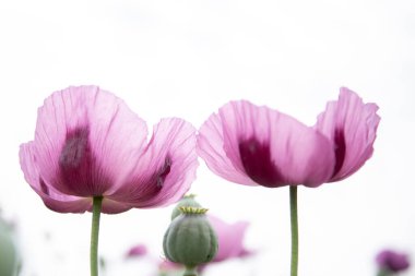 Çiçekli afyon haşhaşı Papaver somniferum. Kapat..