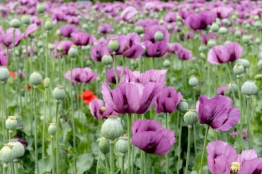 Çiçekli afyon haşhaşı Papaver somniferum baharda bir tarlada. Afyon gelinciği, Papaver somniferum bitkinin bir türüdür. Afyon ve haşhaş tohumları gelinciklerden gelir..