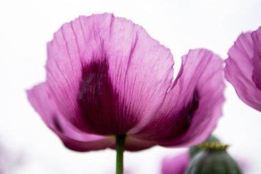 Çiçekli afyon haşhaşı Papaver somniferum. Kapat..