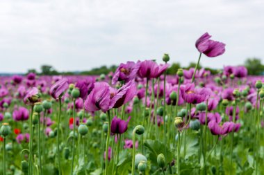 Çiçekli afyon haşhaşı Papaver somniferum baharda bir tarlada. Afyon gelinciği, Papaver somniferum bitkinin bir türüdür. Afyon ve haşhaş tohumları gelinciklerden gelir..