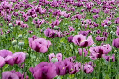 Çiçekli afyon haşhaşı Papaver somniferum baharda bir tarlada. Afyon gelinciği, Papaver somniferum bitkinin bir türüdür. Afyon ve haşhaş tohumları gelinciklerden gelir..