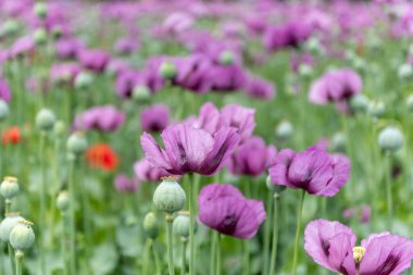 Çiçekli afyon haşhaşı Papaver somniferum baharda bir tarlada. Afyon gelinciği, Papaver somniferum bitkinin bir türüdür. Afyon ve haşhaş tohumları gelinciklerden gelir..