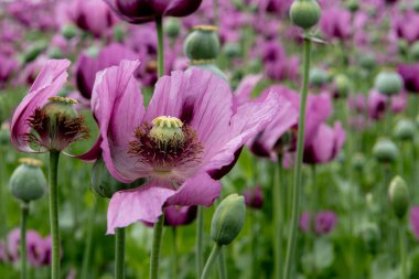Çiçekli afyon haşhaşı Papaver somniferum baharda bir tarlada. Afyon gelinciği, Papaver somniferum bitkinin bir türüdür. Afyon ve haşhaş tohumları gelinciklerden gelir..