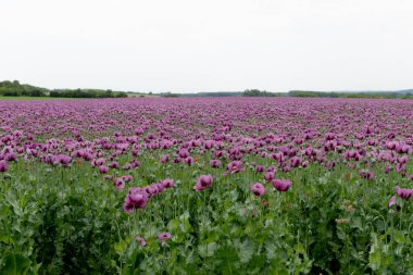 Çiçekli afyon haşhaşı Papaver somniferum baharda bir tarlada. Afyon gelinciği, Papaver somniferum bitkinin bir türüdür. Afyon ve haşhaş tohumları gelinciklerden gelir..