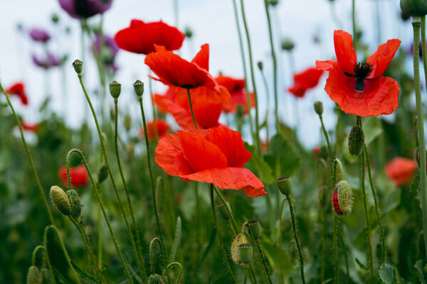 Poppy flower field, harvesting. Landscape, poppy seed. Opium poppy, botanical plant. Drug, opium, medicinal.