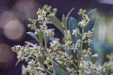 Tomurcukları ve çiçekleri olan çiçek açan zeytin dalları. Zeytin çiçekleri dışarı çıkarıldı..