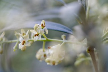 Tomurcukları ve çiçekleri olan çiçek açan zeytin dalları. Zeytin çiçekleri dışarı çıkarıldı..