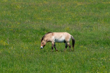 Vahşi at, Equus ferus, Equus cinsinin bir türüdür. Milli parkın ormanındaki vahşi at..