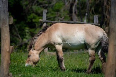 Vahşi at, Equus ferus, Equus cinsinin bir türüdür. Milli parkın ormanındaki vahşi at..