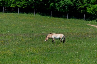 Vahşi at, Equus ferus, Equus cinsinin bir türüdür. Milli parkın ormanındaki vahşi at..