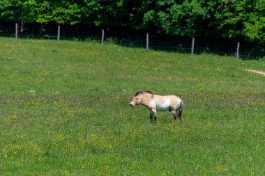 Vahşi at, Equus ferus, Equus cinsinin bir türüdür. Milli parkın ormanındaki vahşi at..