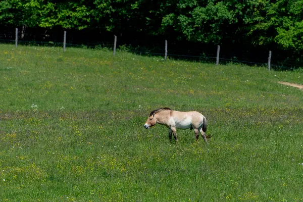 stock image The wild horse, Equus ferus, is a species of the genus Equus. The wild horse in the forest of national park.