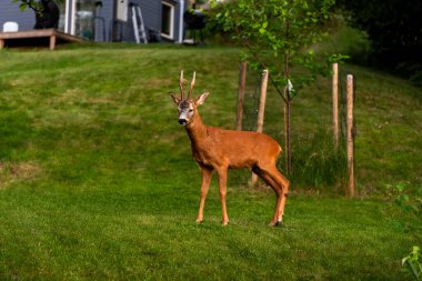 Roe deer (Capreolus), Avrupa yumurtası Capreolus Capreolus bahçede dikiliyor ve kameraya bakıyor.