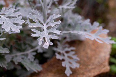 Jacobaea maritima, yaygın olarak gümüş ragwort olarak bilinir. Silver Jacobaea maritima 'dan yapılmış bir arka plan. Bahçede beyaz yapraklar. Cineraria maritima ya da Dusty Miller 'ın gümüş yaprakları..