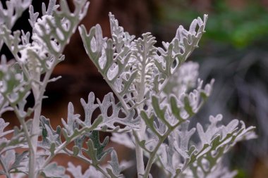 Jacobaea maritima, yaygın olarak gümüş ragwort olarak bilinir. Silver Jacobaea maritima 'dan yapılmış bir arka plan. Bahçede beyaz yapraklar. Cineraria maritima ya da Dusty Miller 'ın gümüş yaprakları..