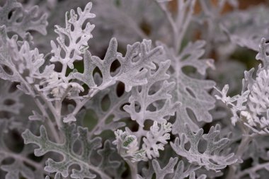 Jacobaea maritima, yaygın olarak gümüş ragwort olarak bilinir. Silver Jacobaea maritima 'dan yapılmış bir arka plan. Bahçede beyaz yapraklar. Cineraria maritima ya da Dusty Miller 'ın gümüş yaprakları..