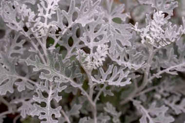 Jacobaea maritima, yaygın olarak gümüş ragwort olarak bilinir. Silver Jacobaea maritima 'dan yapılmış bir arka plan. Bahçede beyaz yapraklar. Cineraria maritima ya da Dusty Miller 'ın gümüş yaprakları..