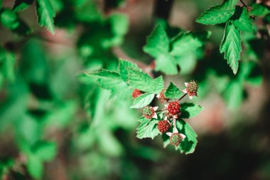 Çalının üzerinde olgunlaşmamış kırmızı böğürtlen