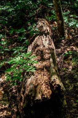 Ormanda çürümüş odun böceklerin üreme alanıdır.